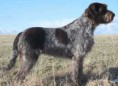 SPINONE ITALIANO